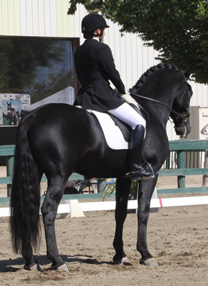 Dressage trainer photo