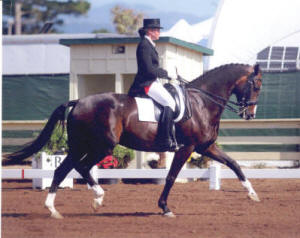 Rachel Wade Dressage