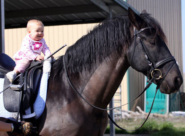 Dressage trainer photo
