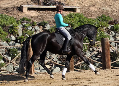 dressage trainer
