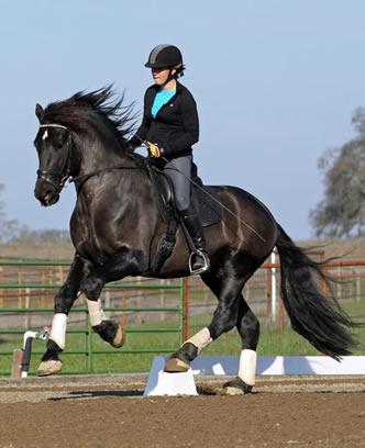 dressage trainer