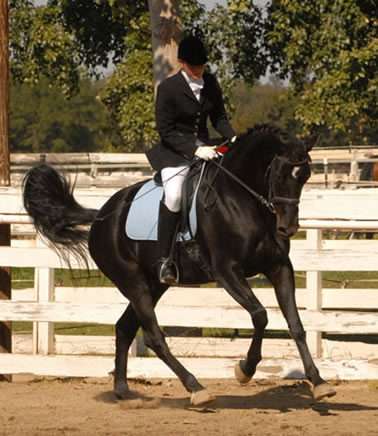 Dressage trainer photo