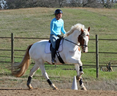dressage trainer