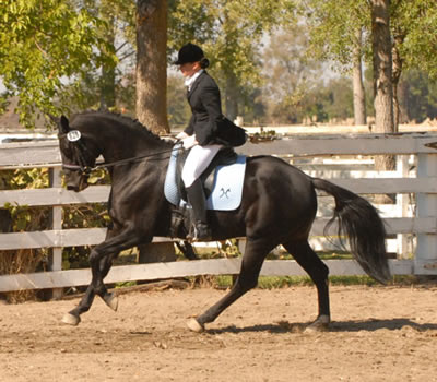 dressage trainer